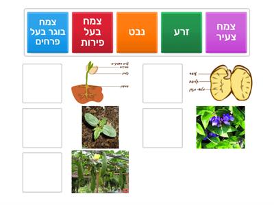 מחזור חיי הצמח