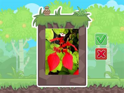 造園丙級識別圖卡1