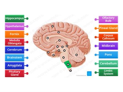 Interior Brain Diagram