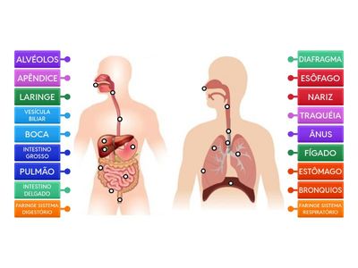 Sistema respiratório e digestório-Breno