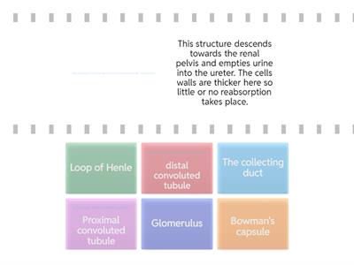 Structures of a nephron