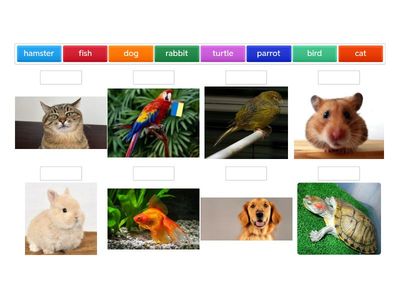 1 клас Карп'юк Pets