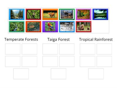 Forest Biomes