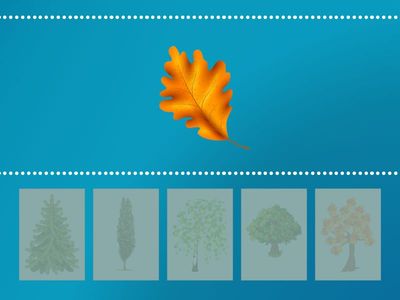 З якого дерева листочок?