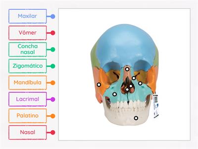 Ossos Viscerocrânio