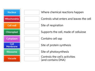 Cell structure functions match up 