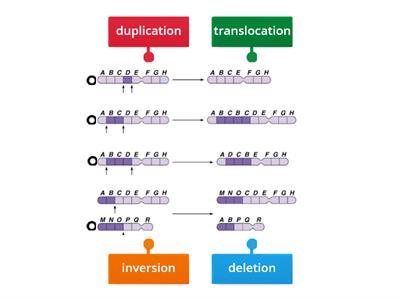 Chromosome Mutations (Higher Bio)