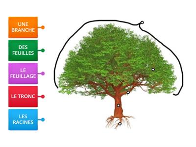 CP / CE1 - SC - L'ARBRE