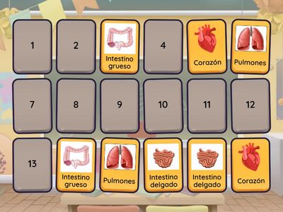 Los organos del cuerpo humano