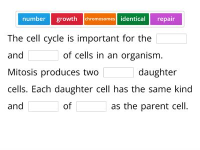 Mitosis