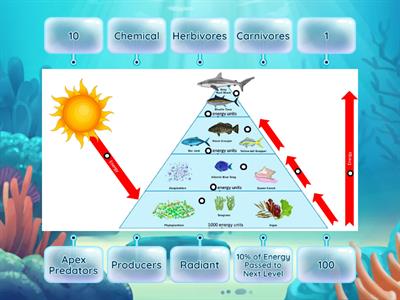 Marine Energy Pyramid