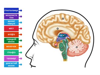 Будова головного мозку