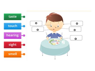Science- Grade 1 - 5 Senses