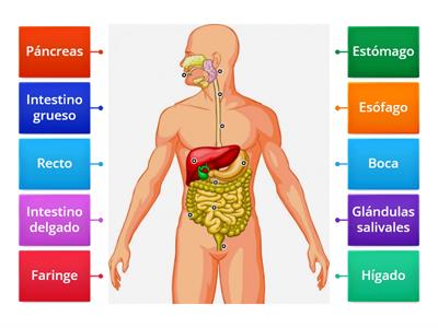 Sistema digestivo 