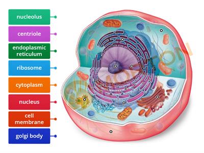 Cell structure