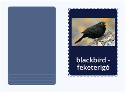 The blackbird/ Nature and science for children 4