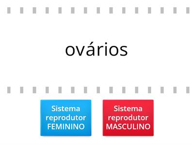 Sistema reprodutor FEMININO ou MASCULINO??