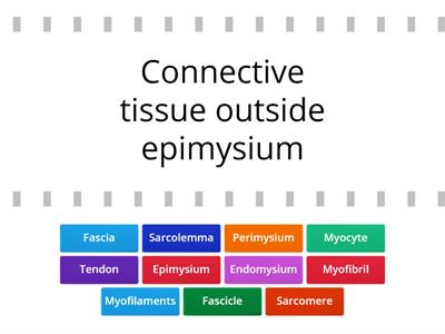 C03. Muscular Sys (3) -  Structure of Skeletal System (2)