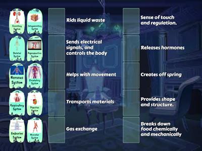 Body Systems 