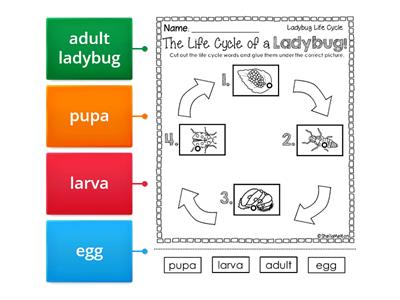 Life Cycle of a Ladybug