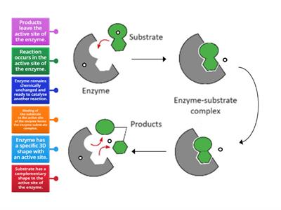 Mode of action of an enzyme