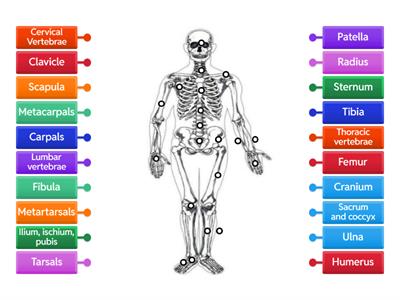 L3 Massage - Skeletal Diagram