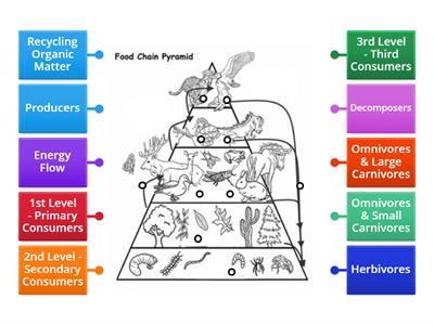 Food Chain - Energy Pyramid