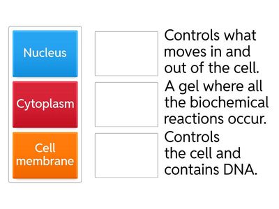 Animal cell