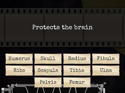 Skeletal System WordWall