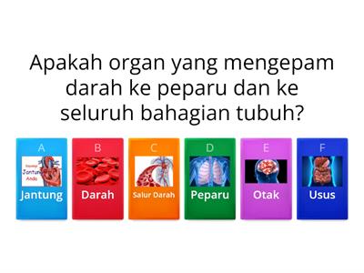  Sistem Peredaran Darah Manusia 