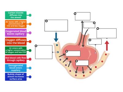 N5 Bio Alveoli