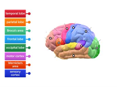 Brain Lobes and Association Areas
