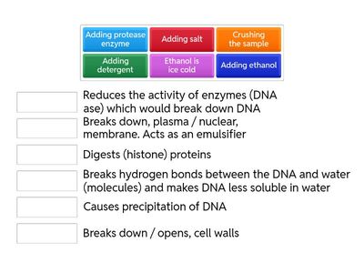 Extracting DNA