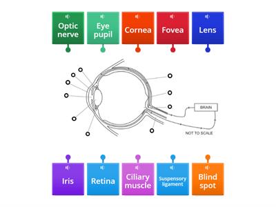 Label the eye structure 
