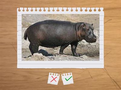 Beehive starter unit 3 phonics