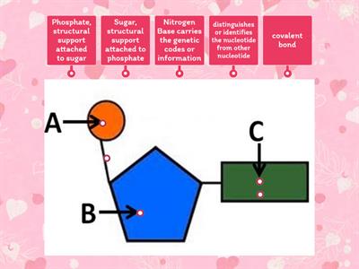 Nucleotide Structure and Function