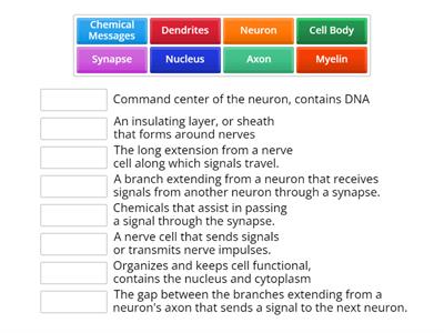 Parts of the Neuron