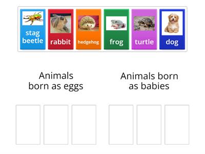 How were animals born?