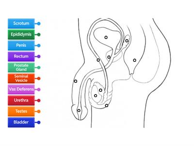 Male Reproduction Diagram