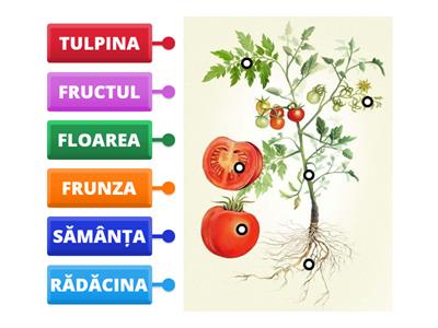  Alcătuirea unei plante