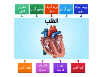 تركيب القلب