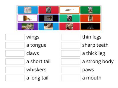 Animal body parts