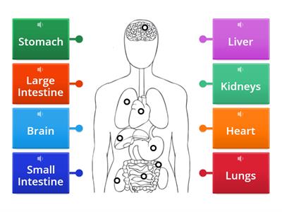 Label the Organs