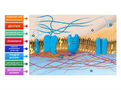 Labeling Cell Membrane