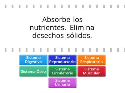 Sistemas del Cuerpo Humano