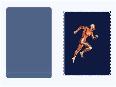 Sistemas Del Cuerpo Humano