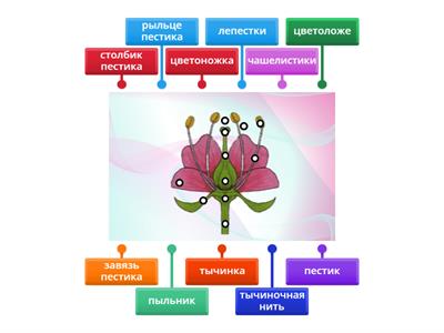 Строение цветка Биология 6 класс