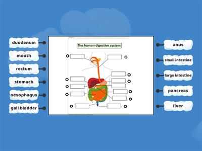 Human Digestive System