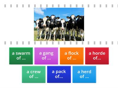 INTERMEDIATE 11. UNIT 7. COLLECTIVE NOUNS