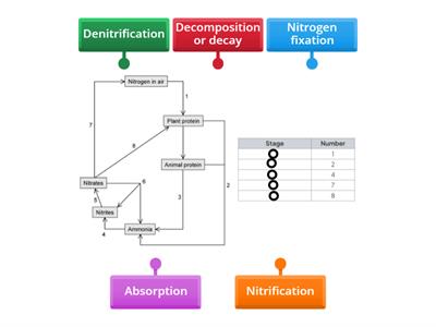 Nitrogen cycle (Edexcel GCSE Bio)
